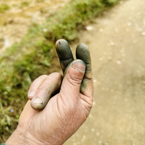 Close-up of hands stained bright green from squeezing fresh natural indigo leaves, highlighting the raw materials behind the dye.
