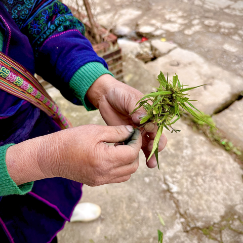 Hands holding fresh green indigo leaves, representing the traditional natural dye process that inspired LESNORM's single-color Indigo Edit collection.